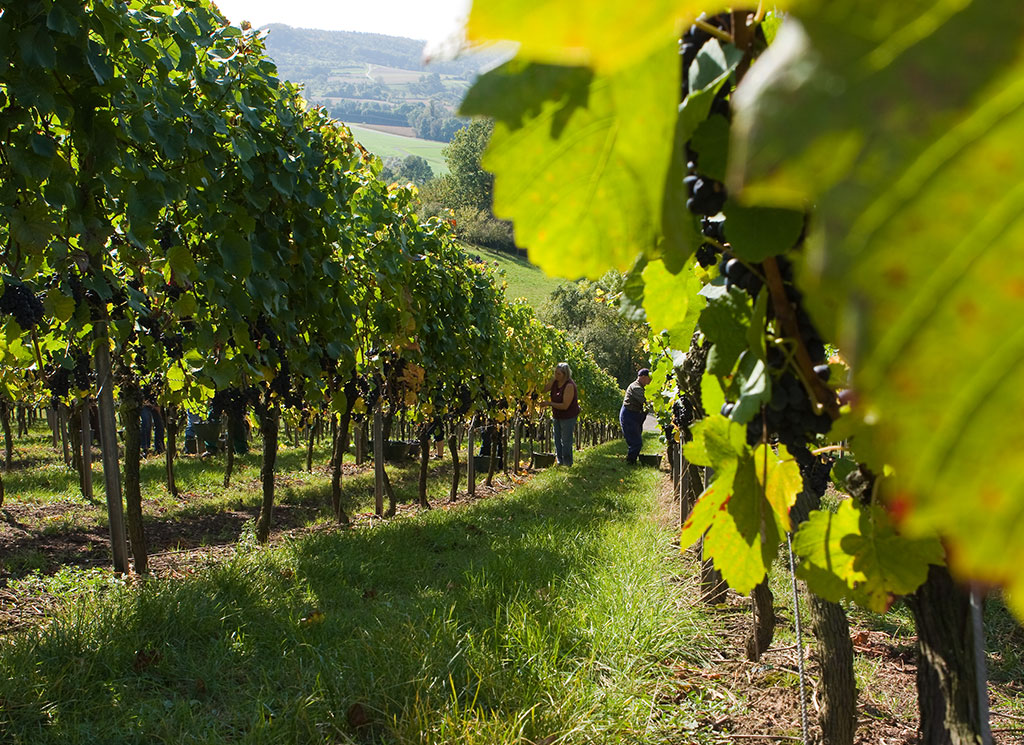 Weinreben Traubenlese